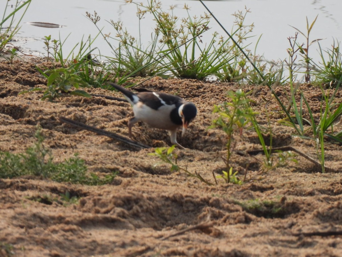 Indian Pied Starling - ML618217582