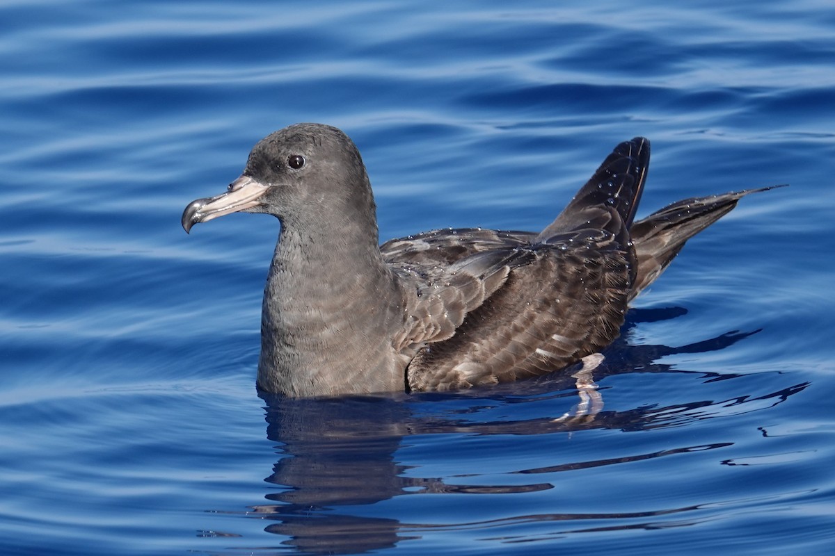 Flesh-footed Shearwater - ML618217584