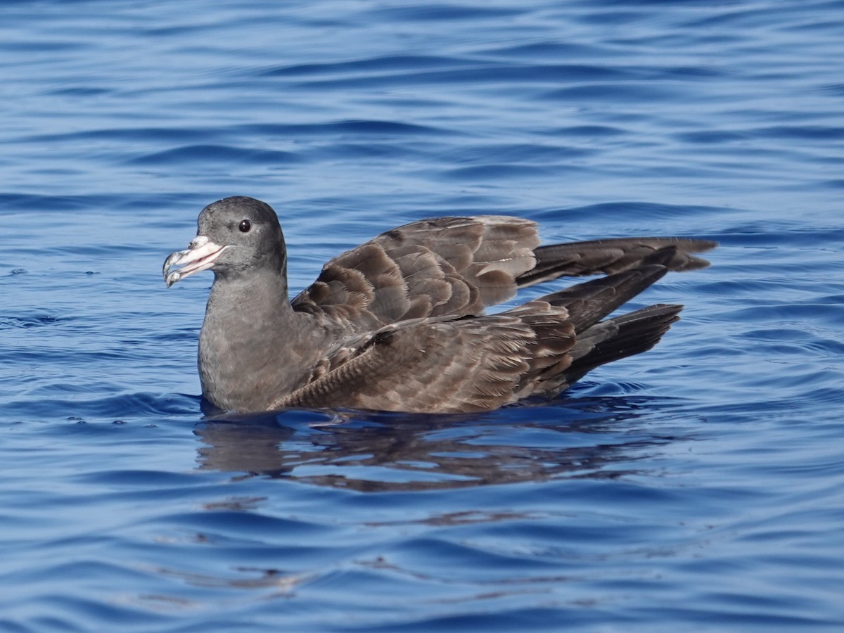 Flesh-footed Shearwater - ML618217585