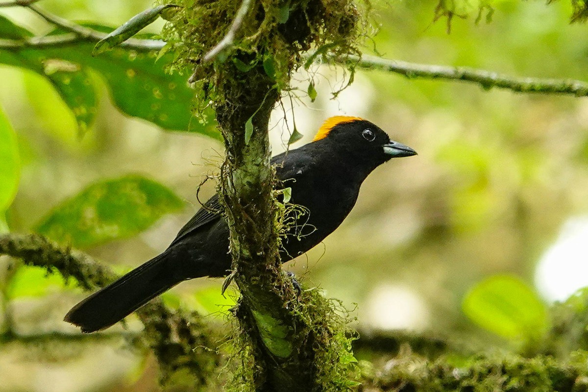 Tawny-crested Tanager - ML618217604