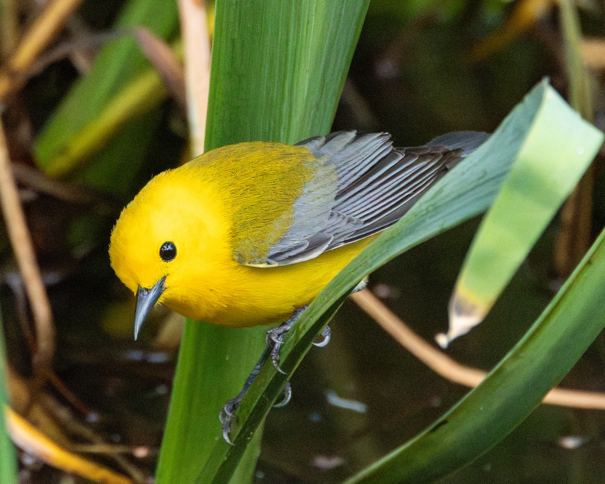 Prothonotary Warbler - ML618217607