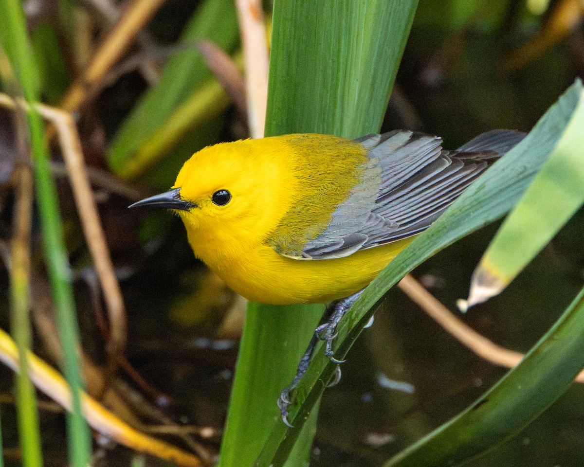 Prothonotary Warbler - ML618217608