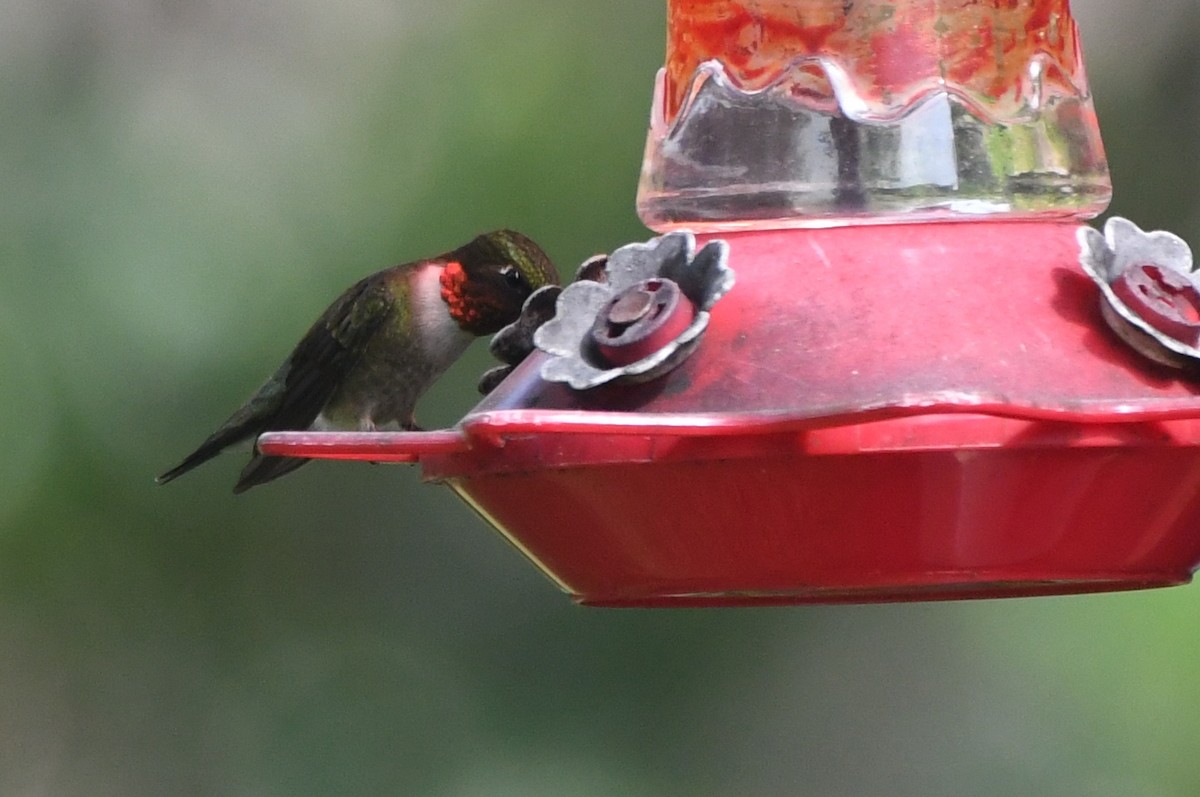 Ruby-throated Hummingbird - ML618217667