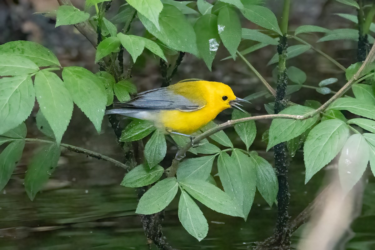 Prothonotary Warbler - ML618217687