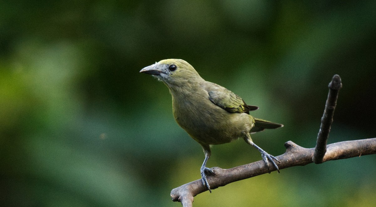 Palm Tanager - Travis Vance
