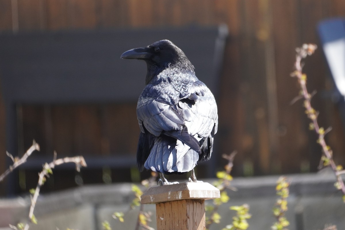 Common Raven - Bruce Bosdet