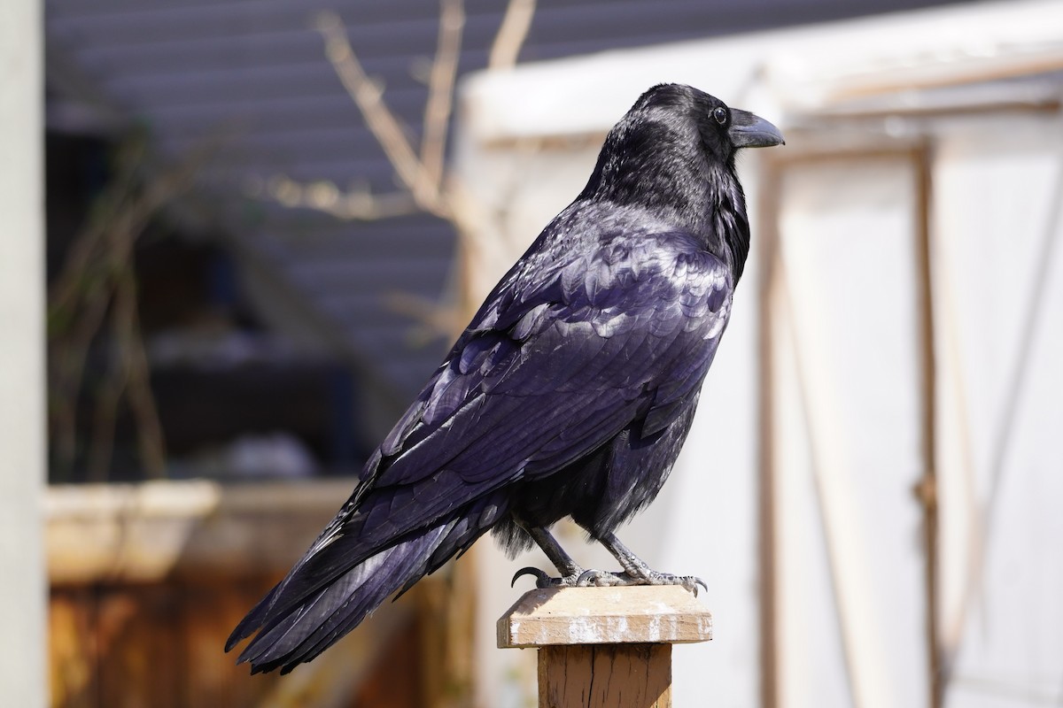 Common Raven - ML618217733