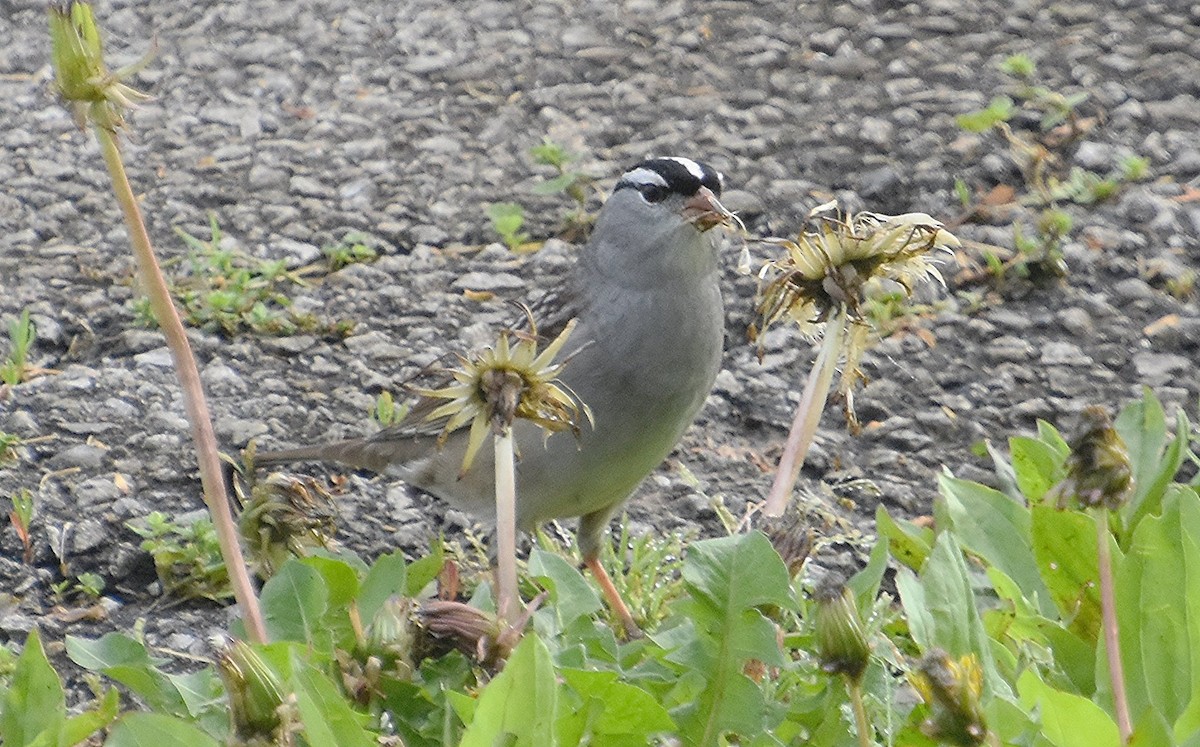 White-crowned Sparrow - ML618217760