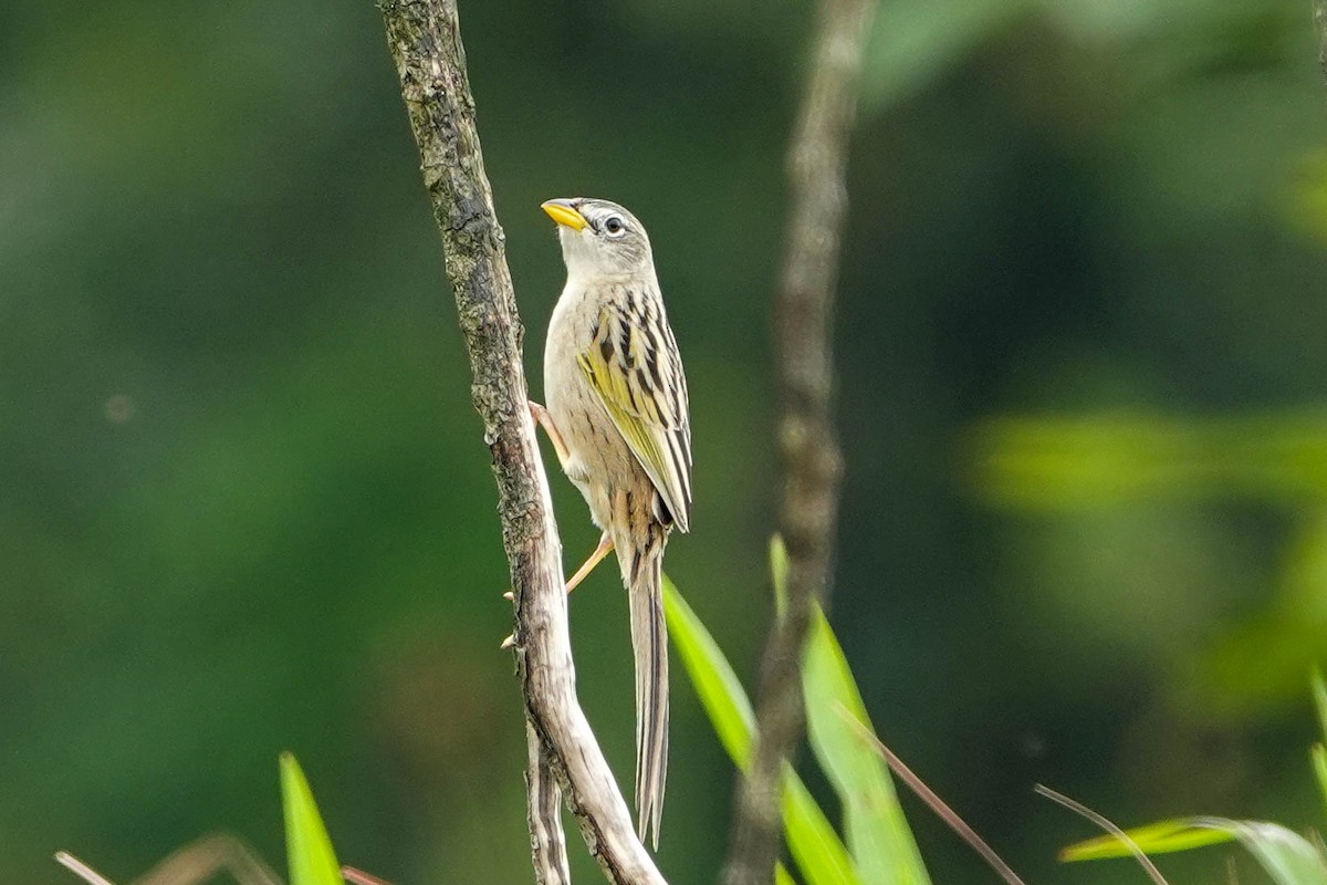 Wedge-tailed Grass-Finch - ML618217770