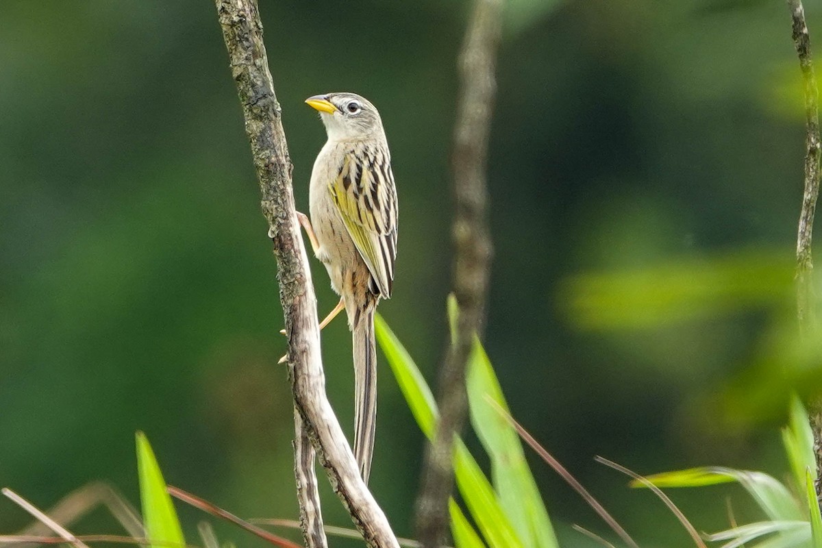 Wedge-tailed Grass-Finch - ML618217771