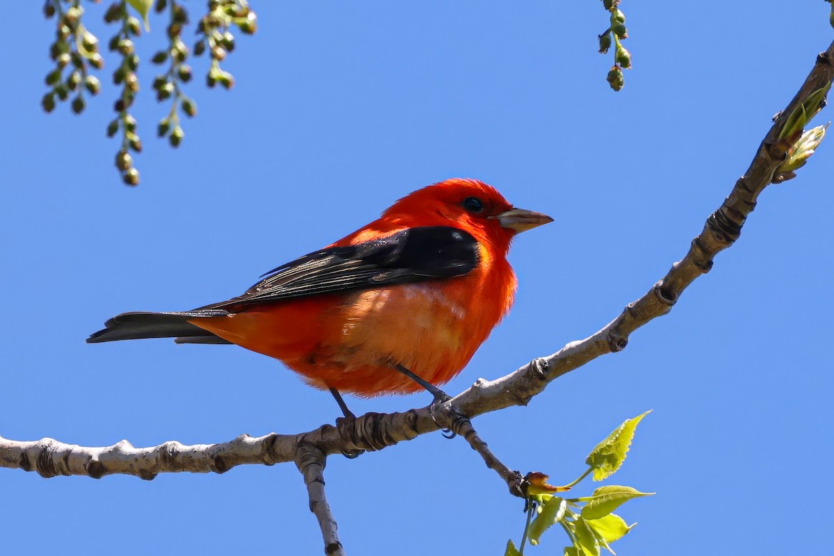 Scarlet Tanager - ML618217810