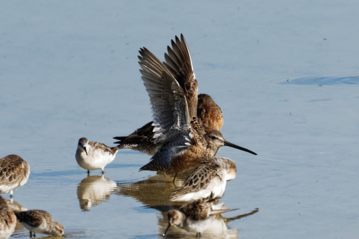 Long-billed Dowitcher - ML618217828