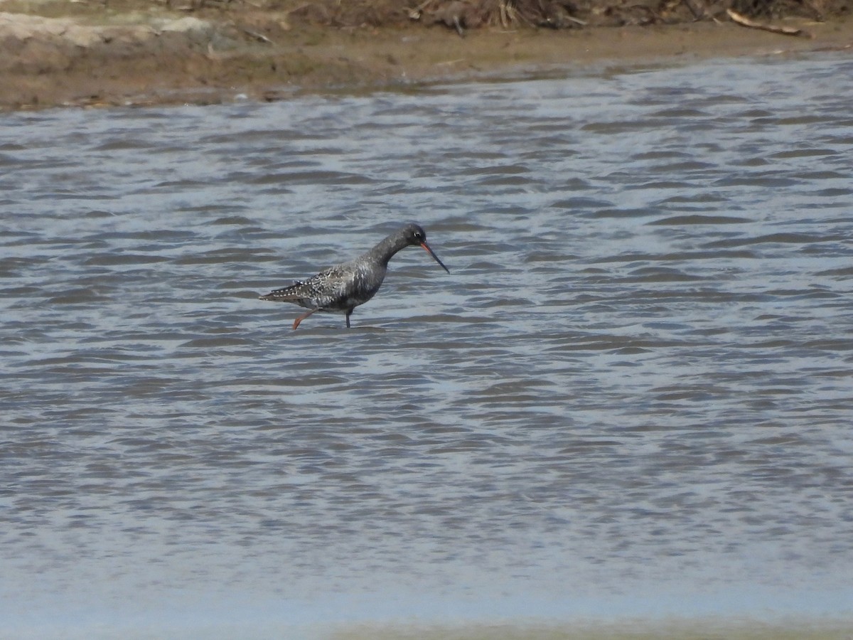 Spotted Redshank - ML618217831