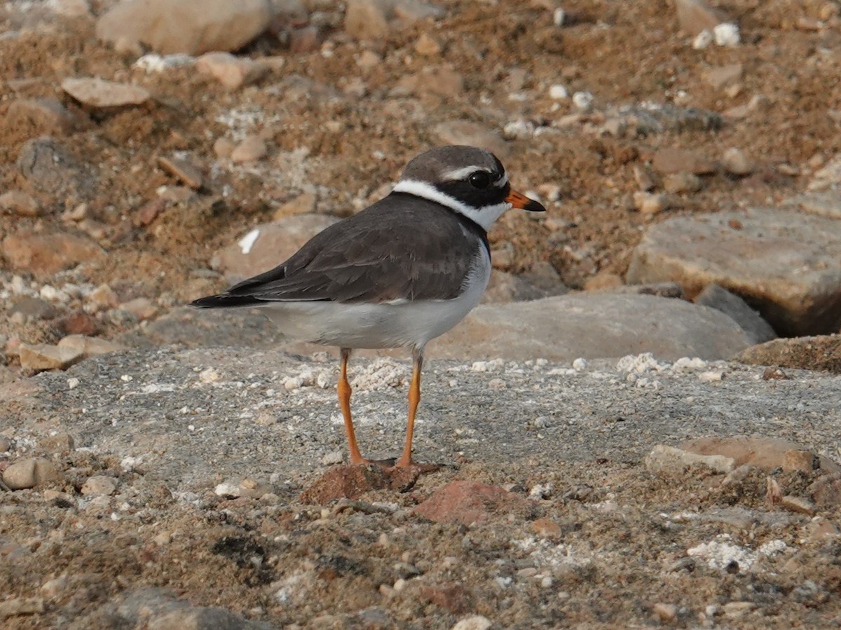 Common Ringed Plover - ML618217840