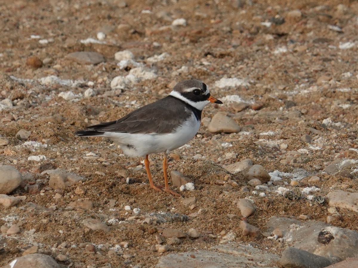 Common Ringed Plover - ML618217860