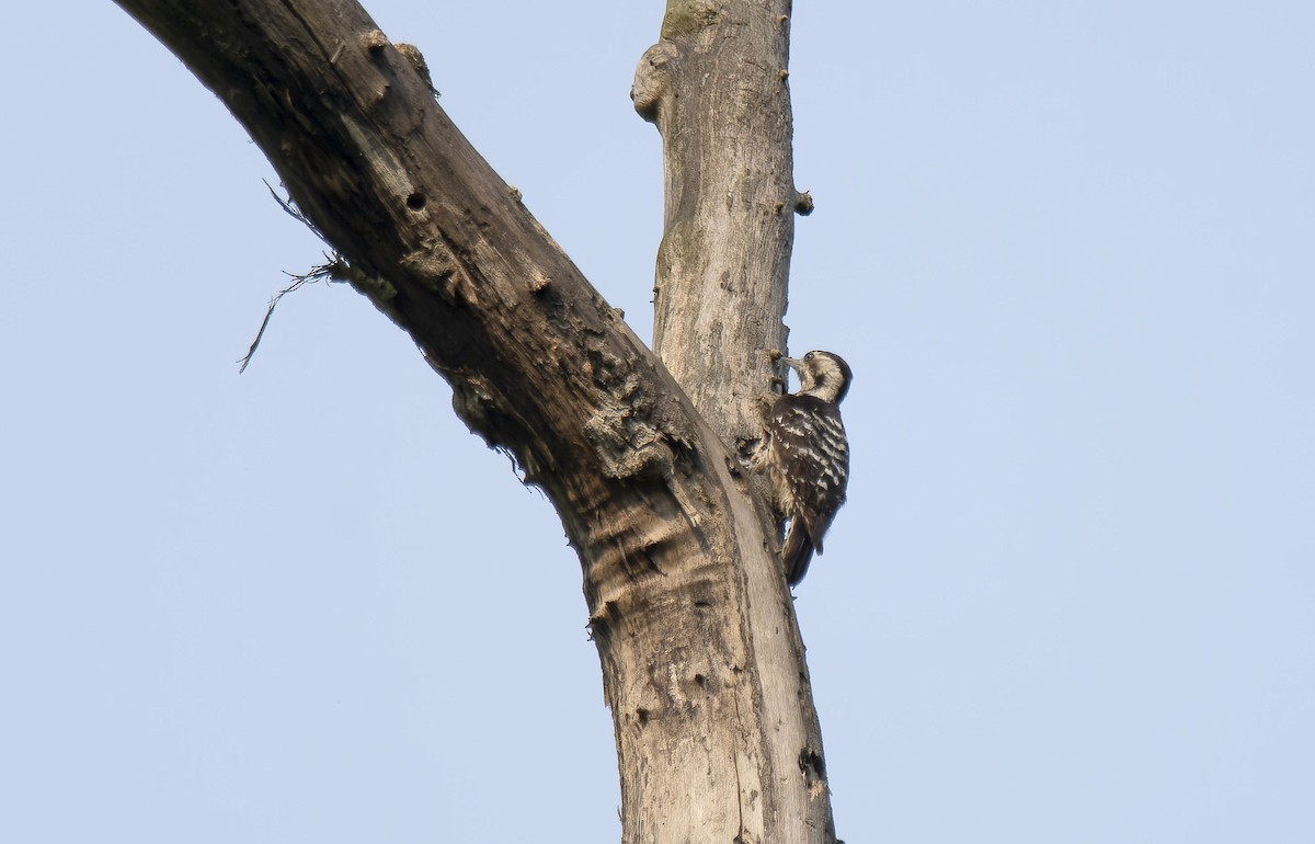 Gray-capped Pygmy Woodpecker - Antonio Ceballos Barbancho