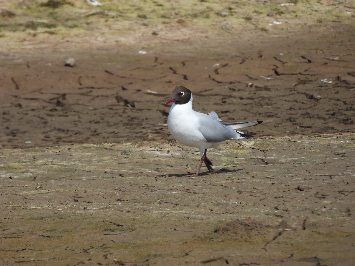 Mouette rieuse - ML618217887