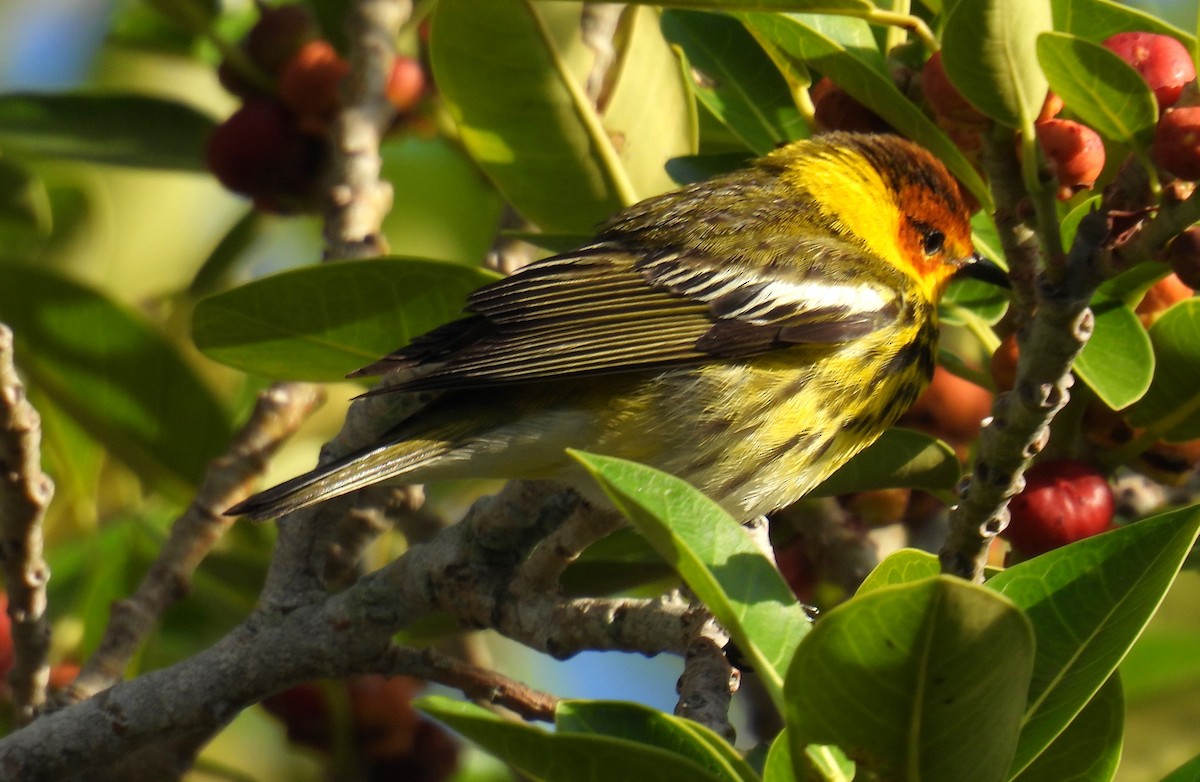 Cape May Warbler - ML618217891