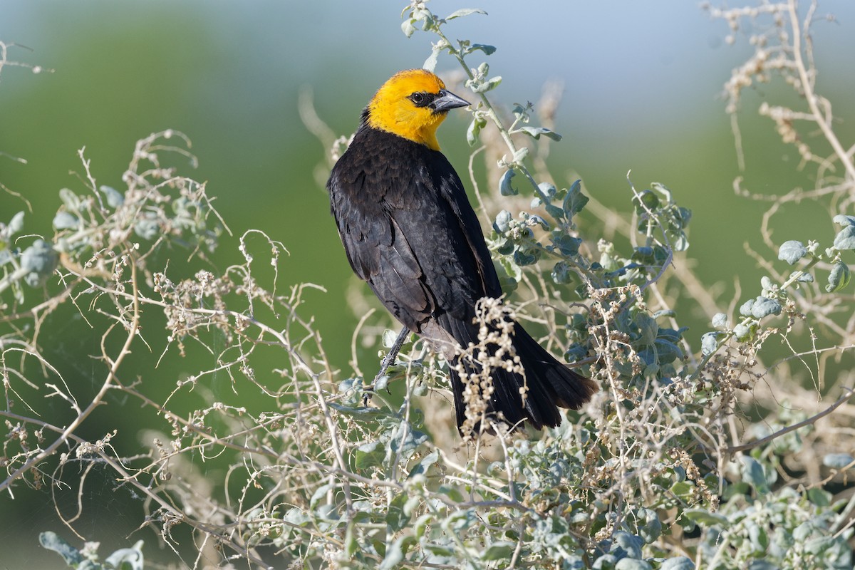Yellow-headed Blackbird - ML618217892