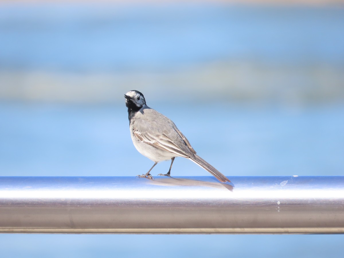 White Wagtail (White-faced) - ML618217920
