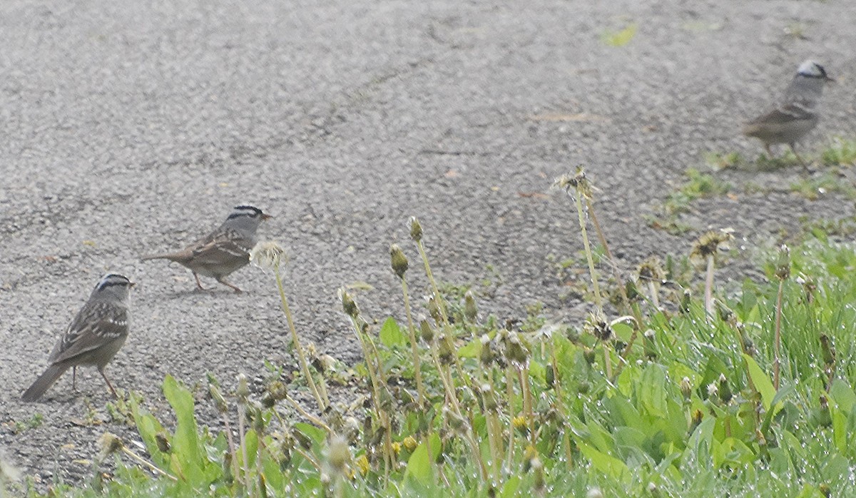 White-crowned Sparrow - ML618217943
