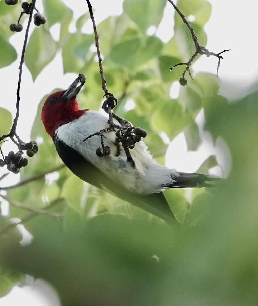 Red-headed Woodpecker - ML618217969