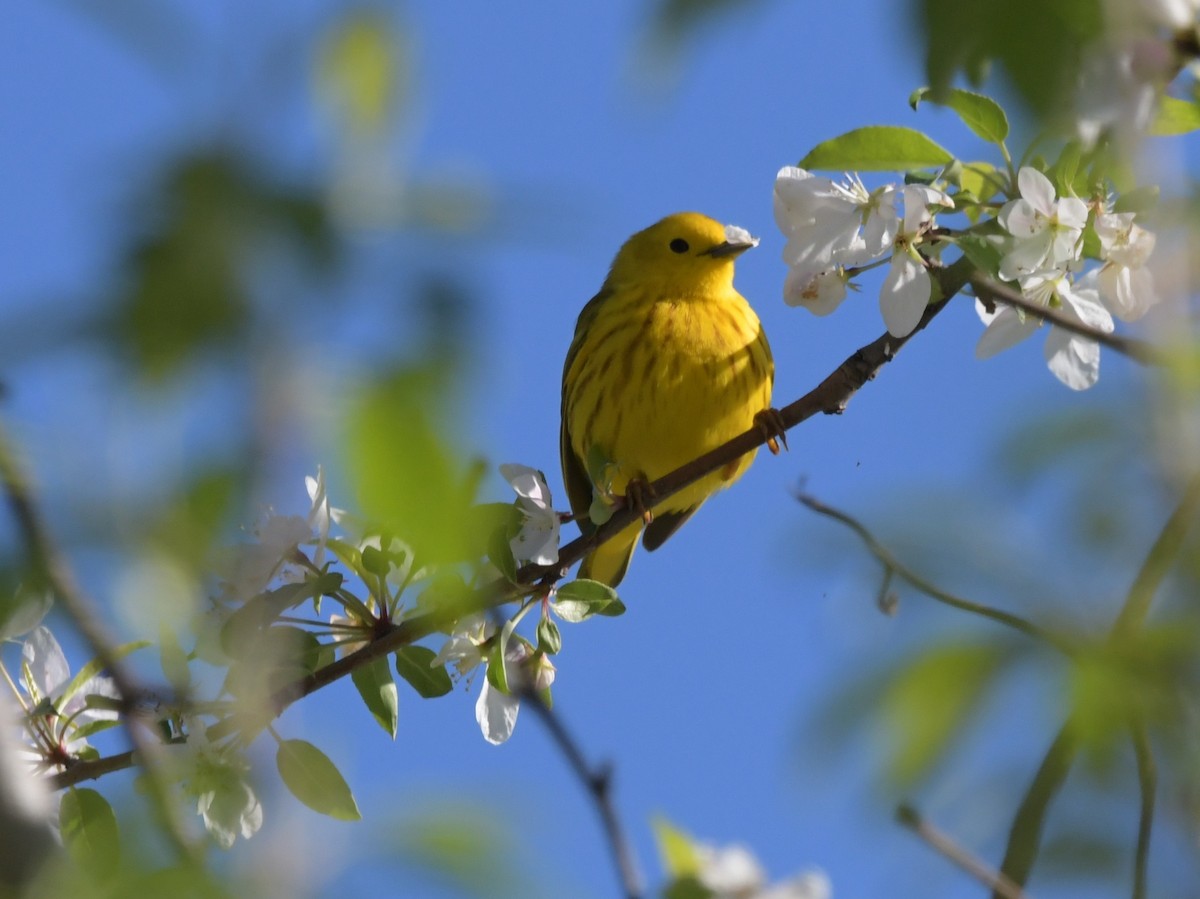 Yellow Warbler (Northern) - ML618217977