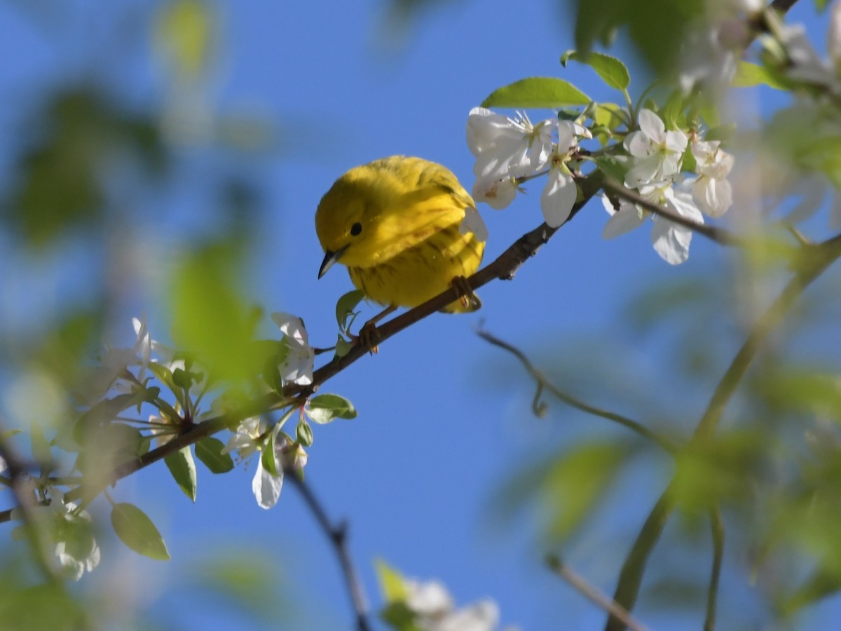 Yellow Warbler (Northern) - David Drews