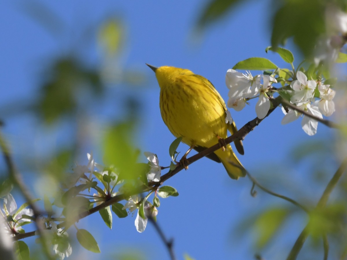 Yellow Warbler (Northern) - David Drews