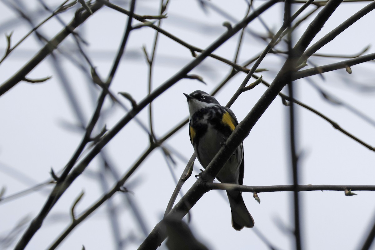 Yellow-rumped Warbler (Myrtle) - ML618218015