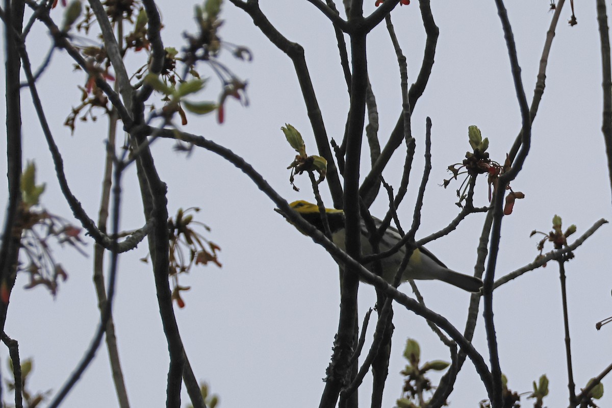 Black-throated Green Warbler - ML618218021
