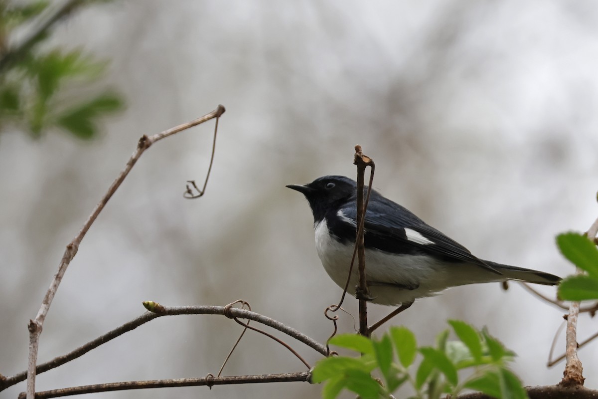 Black-throated Blue Warbler - Larry Therrien