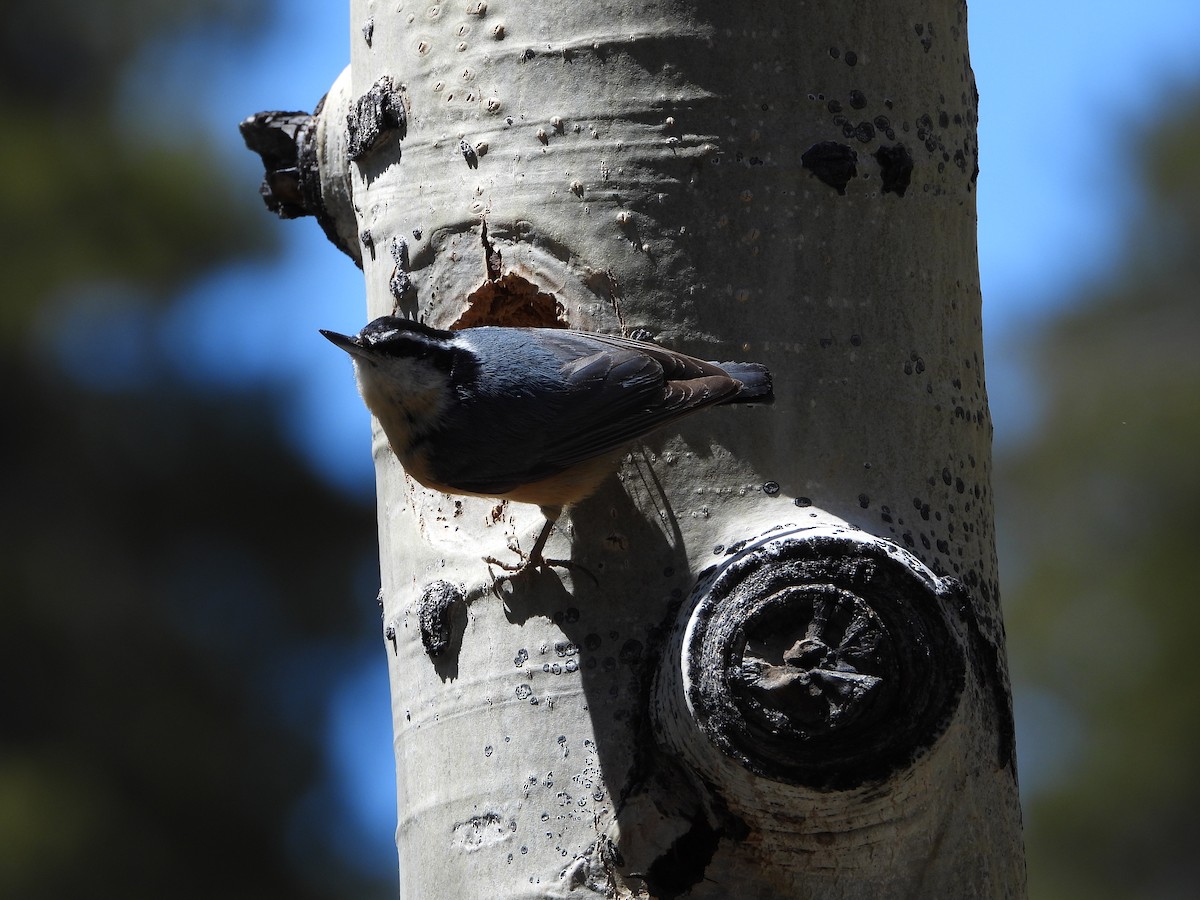 Red-breasted Nuthatch - ML618218040