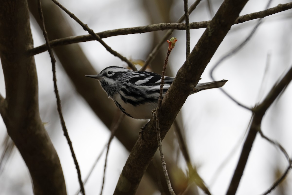 Black-and-white Warbler - ML618218048