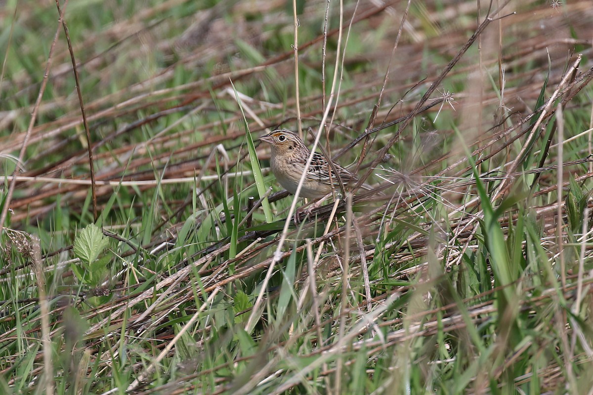 Grasshopper Sparrow - ML618218052