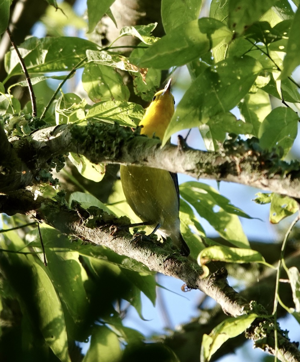 Prothonotary Warbler - ML618218054