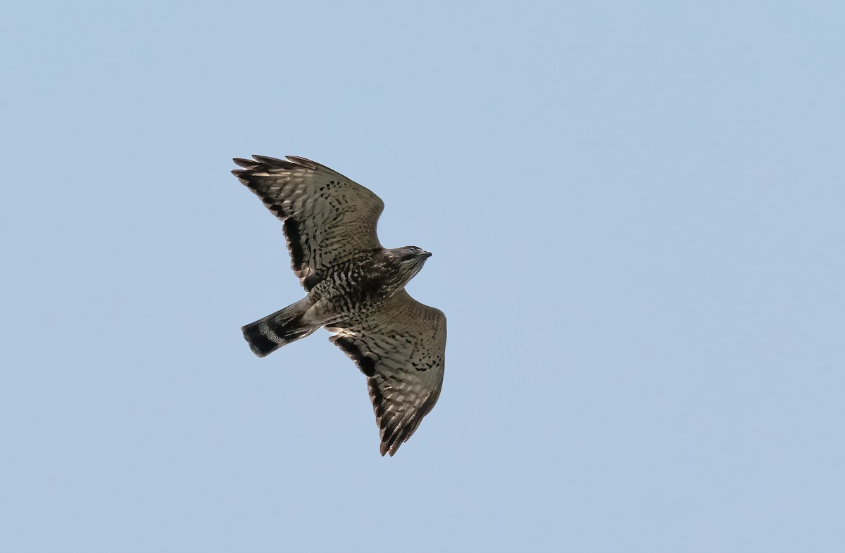 Broad-winged Hawk - P Carl