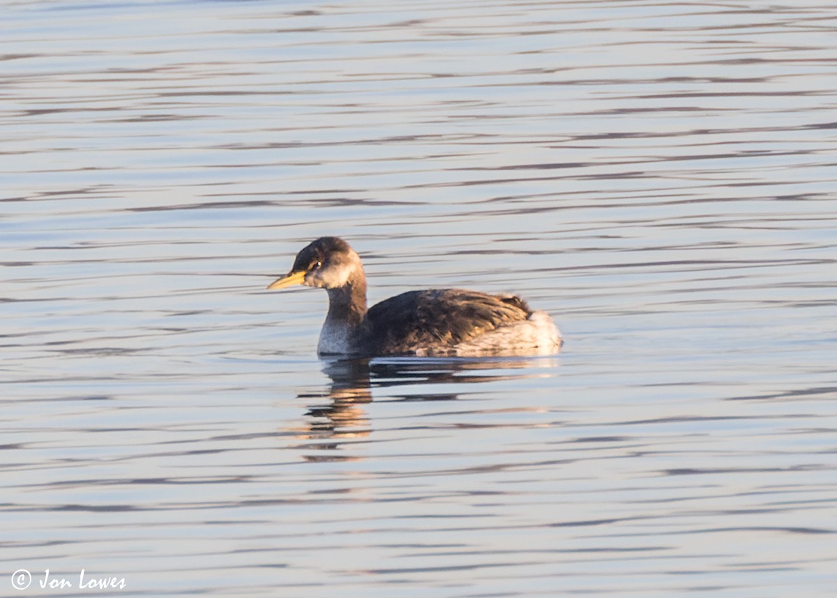 Red-necked Grebe - ML618218092