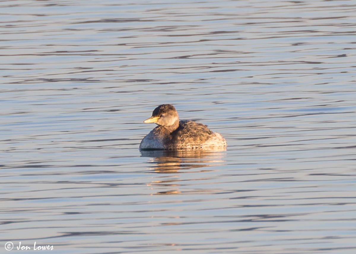 Red-necked Grebe - ML618218093
