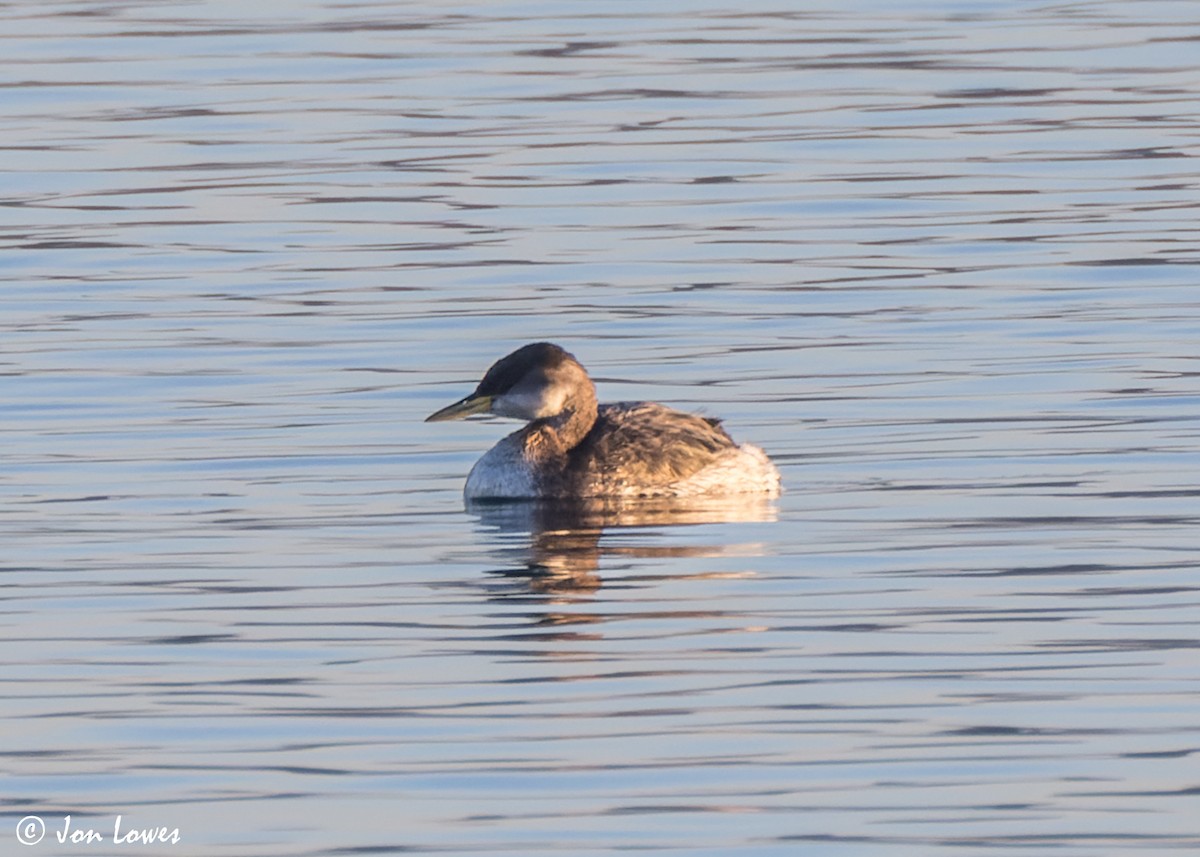 Red-necked Grebe - ML618218094