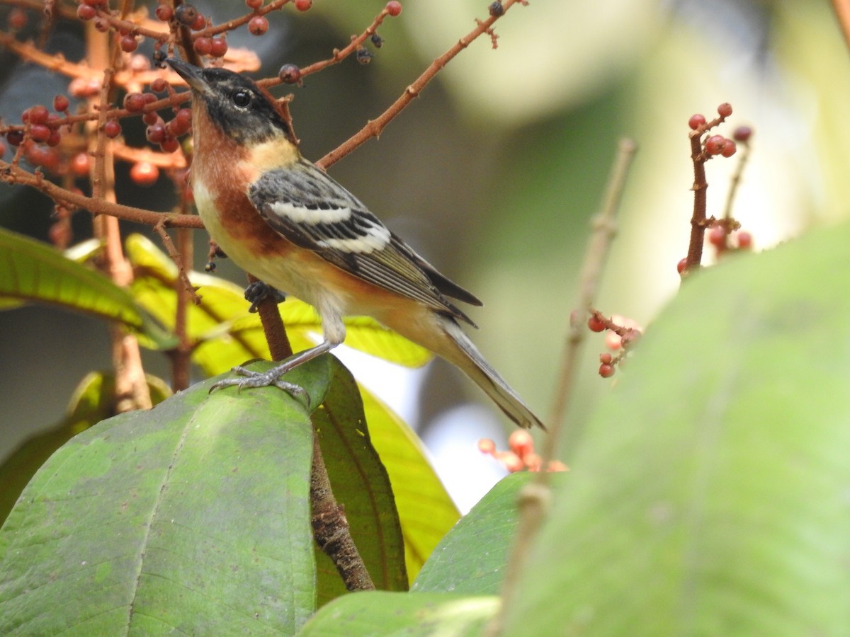 Bay-breasted Warbler - ML618218119