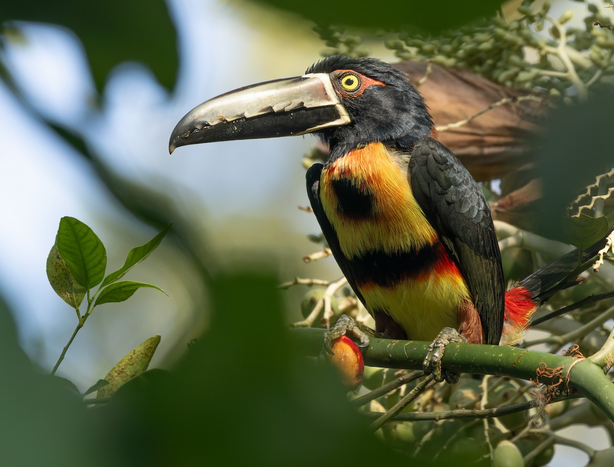 Collared Aracari (Collared) - Lars Petersson | My World of Bird Photography