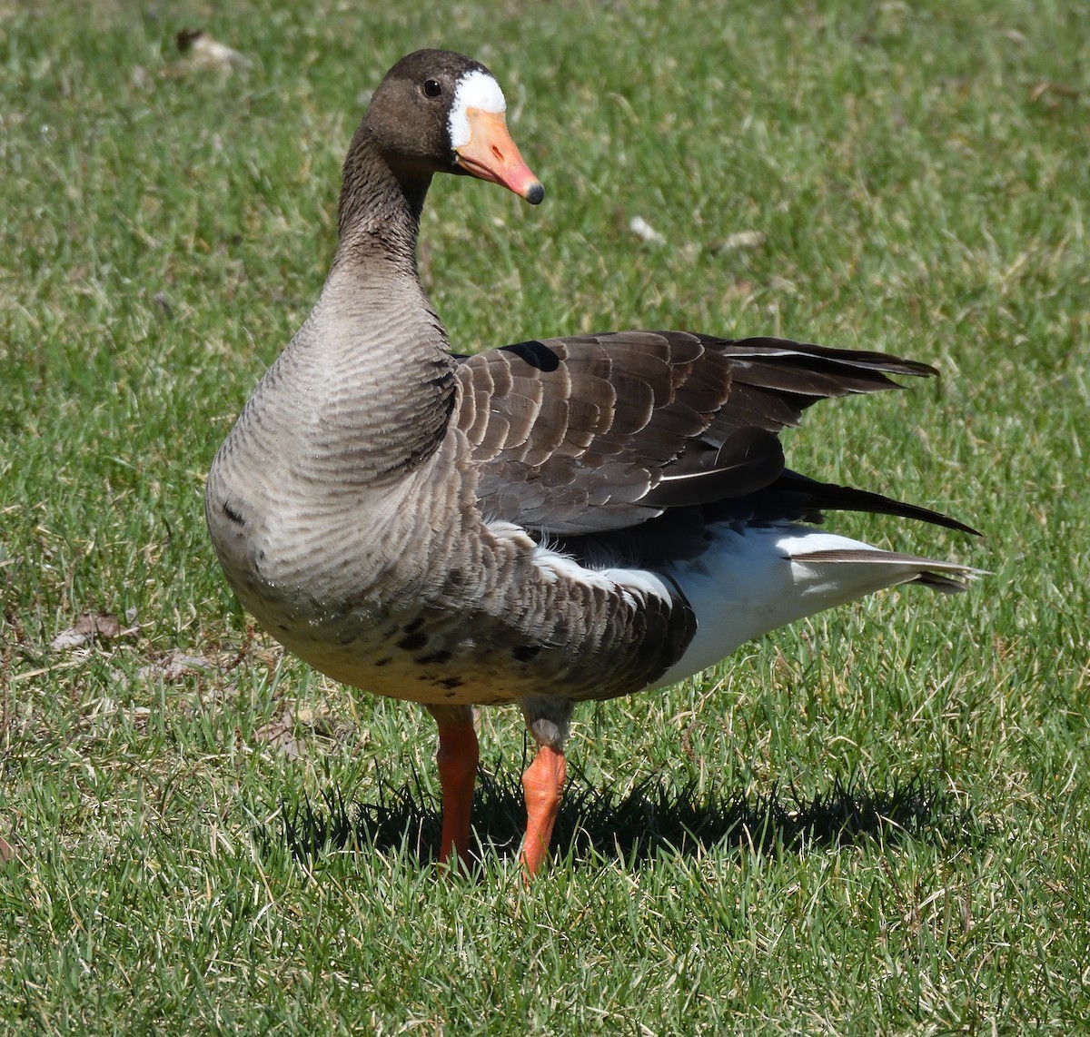 Greater White-fronted Goose - ML618218141