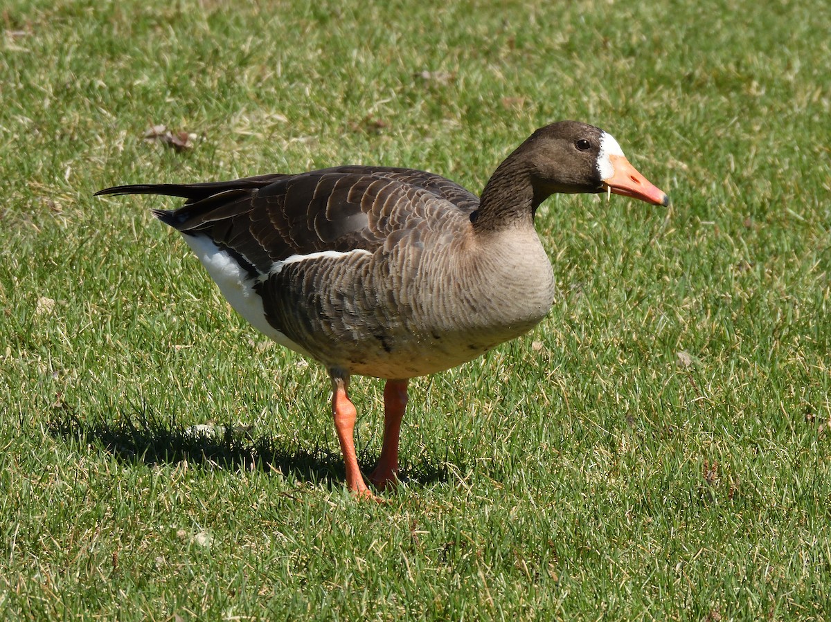 Greater White-fronted Goose - ML618218142