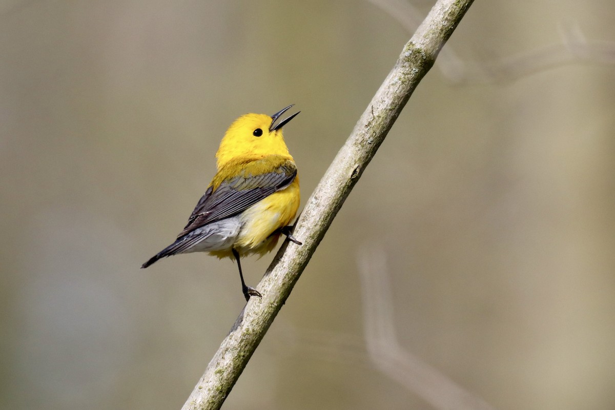 Prothonotary Warbler - Dana Ogglesby