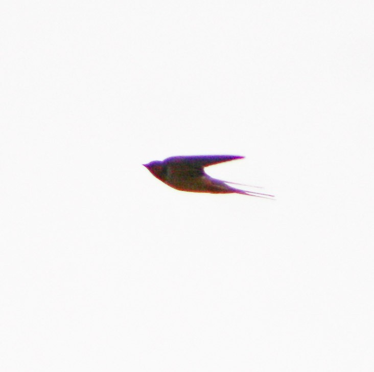 Barn Swallow - ML618218184