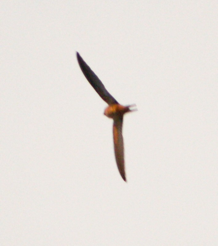 Barn Swallow - ML618218187