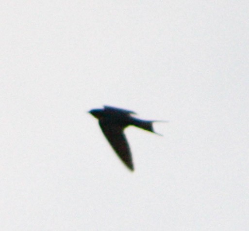 Barn Swallow - ML618218189