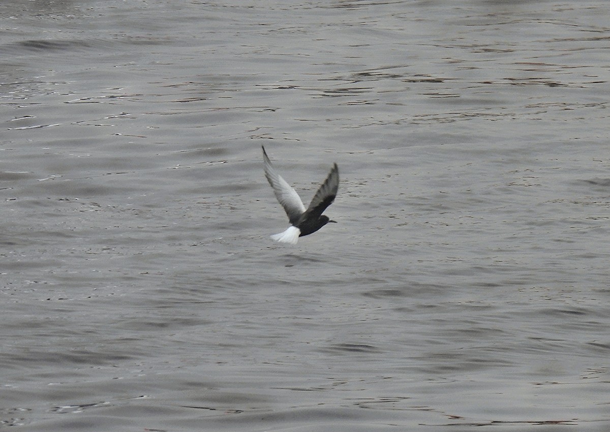 White-winged Tern - ML618218190
