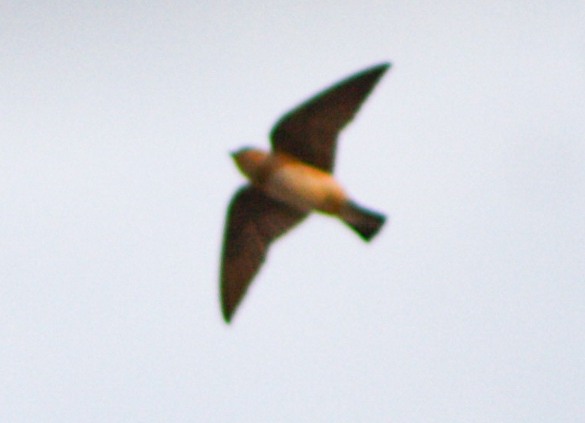 Cave Swallow - ML618218219